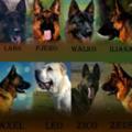 لوگوی کانال تلگرام arsaskennel — ARSAS KENNELS