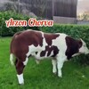 Логотип телеграм канала @arzonchorvauz — Arzon Chorva