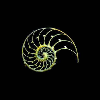 Telgraf kanalının logosu asenascope — 🌻AsenaScope🌻