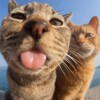 Логотип телеграм канала @asfchhj — Хайтер Level