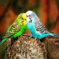 لوگوی کانال تلگرام asheghane — عاشقانه های من ...