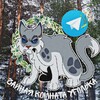 Логотип телеграм канала @ashfurtea — 『 🫧🌲』Чⲁύⲏⲁя ⲕⲟⲙⲏⲁⲧⲁ Ⲩⲅⲟⲗьⲕⲁ // 𝐖𝐂 『 🫧🌲 』