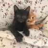 Логотип телеграм канала @asthmarywww — Астмари не существует
