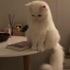 Логотип телеграм канала @astrowet — Уголок Гороскопа