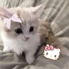 Логотип телеграм канала @asuawwr — 444