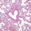 Логотип телеграм канала @asya_microscopy — Ася смотрит в микроскоп 🔬