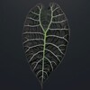 Логотип телеграм канала @asyaplants7 — Ася (продажа растений)✨