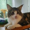 Логотип телеграм канала @auroraborealisrussia — 🐈 Aurora Borealis*Ru Norvegian Forest Cat Норвежские лесные кошки