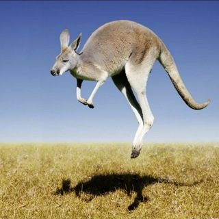 Логотип телеграм канала @australianstocks — Кенгуру Капитал Фондовый рынок Австралии