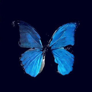 Telegram kanalining logotibi author_lifetime — Author_lifetime 🦋