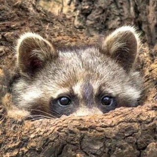 Логотип телеграм канала @automationop — Operation "Automation" 🇷🇺