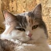Логотип телеграм канала @aveporn2 — Петян ебашит