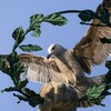 Логотип телеграм канала @aves_et_nos — Птицы и мы 🐦‍⬛️