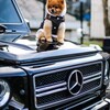 Логотип телеграм канала @avtoalliance52 — Авто с пробегом
