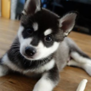 Логотип телеграм канала @awwushki — awww