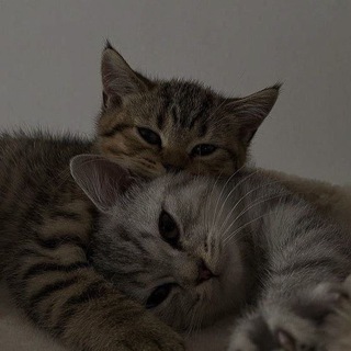Логотип телеграм канала @axaxaxxaxaaxaaaaxxax — тальха