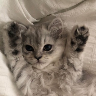 Logo of telegram channel ayaaukins — Ayaukin~