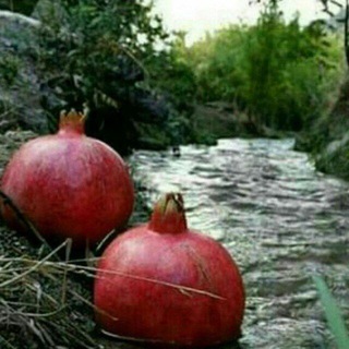 لوگوی کانال تلگرام ayuob_kezhwan — "ژوانگەی ئەوین"