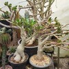 لوگوی کانال تلگرام az_cactuss — 🌵کاکتوس آذربایجان🌵