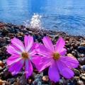 لوگوی کانال تلگرام azadiiranin — صدای آزادی💎