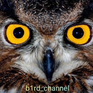 Логотип телеграм канала @b1rd_channel — птичий канал
