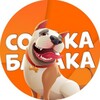 Логотип телеграм канала @babaka_tg — Собака бабака