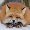Логотип телеграм канала @baby_fox_love — BABY FOX 🦊
