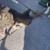 Логотип телеграм канала @badoyaan — А н у ш