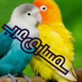 Logo saluran telegram bafrane — 🧿🧿سمساری‌عرب🧿🧿