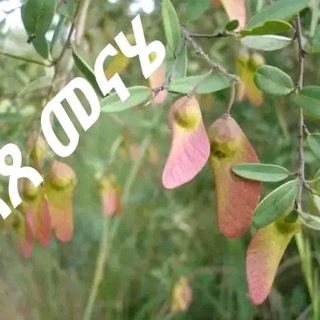 የቴሌግራም ቻናል አርማ bajaj2134 — መርጌታ መንግስቱ ባህላዊ መድሀኒት ቀማሚ