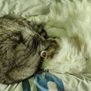 Logo del canale telegramma bakayujin - 「浴版」今日浴巾