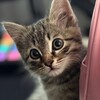 Логотип телеграм канала @baldezhkot — Сладкий Балдёж