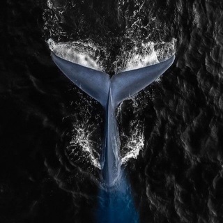 Логотип телеграм канала @baleine4u — Вaleine 4 u
