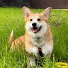 Логотип телеграм канала @baluthecorgi — Приключения Балу и его друзей