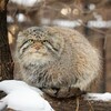 Логотип телеграм канала @banaccountslist — баны (список)