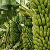 Логотип телеграм канала @bananaexportecu — Бананы и тропические фрукты оптом Эквадор #fruitecuador Export Fruit from Ecuador 🍌