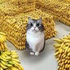 Логотип телеграм канала @bananchikibananchik — bananchikibananchik