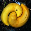 Логотип телеграм канала @bananslug — Банановый слизень