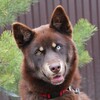 Логотип телеграм канала @bandadvoran — БАНДА 🐾 ДВОРЯН
