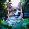 Логотип телеграм канала @barniboom — Барни🐶🍌