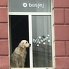 Логотип телеграм канала @basjnj — БасянЯ❤️