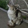Логотип телеграм канала @batashk_tsuwaq — бата хатаев | клуб нецензурного распития калмыцкого чая и более