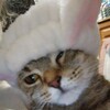 Логотип телеграм канала @batli102 — Батлы🐰