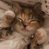 Логотип телеграм канала @batliki_111 — Батлы💗😋