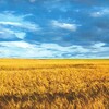 Логотип телеграм -каналу batnewsua — Наша Батьківщина