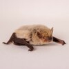Логотип телеграм канала @batsmoszoo — Центр реабилитации рукокрылых Московского зоопарка