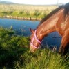 Логотип телеграм канала @bay_horse — 🌿Казбек и его табун🐎