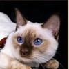 Логотип телеграм канала @bayazetcat — Тайские котята питомник Bayazet