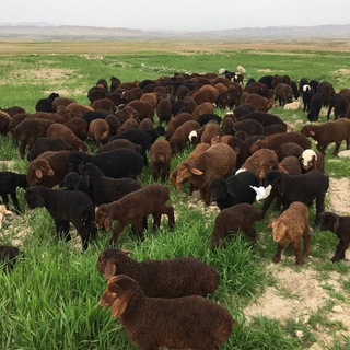 لوگوی کانال تلگرام bazardamdaregaz2020 — 🐄🐑🐏بازاردام درگز-لاین-کلات🐄🐂🐃🐏
