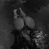 Логотип телеграм -каналу bazuka_muzik — 🪩top muzik🎧